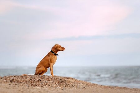 hungarian vizsla dog in a collar sitting on a beach