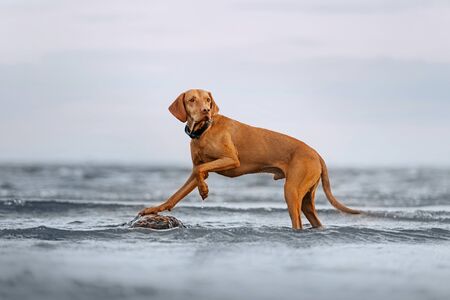 hungarian vizsla dog posing in the water on a rockの写真素材