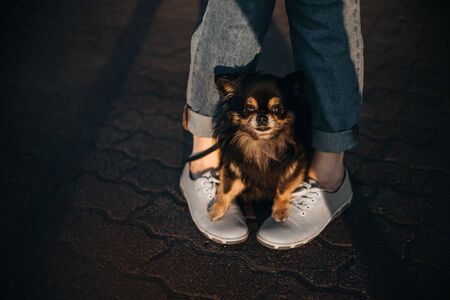 fluffy chihuahua dog sitting between owner legs with paws on shoes