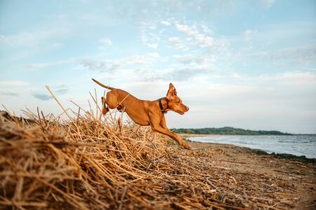 hungarian vizsla dog jumping on the beach