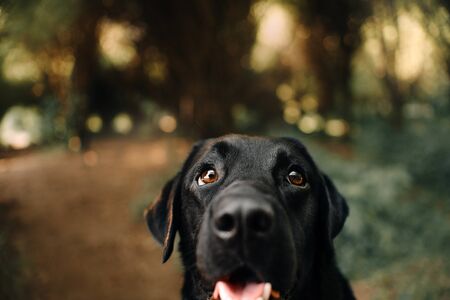 happy labrador dog close up portrait, focus on the eyesの写真素材