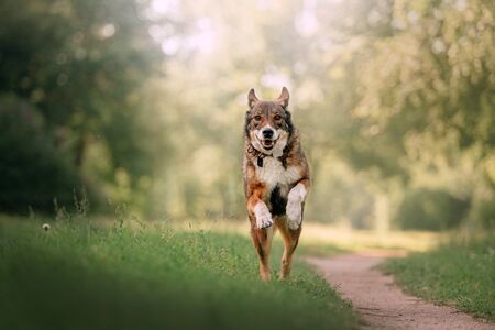 happy mixed breed dog running outdoors in summer