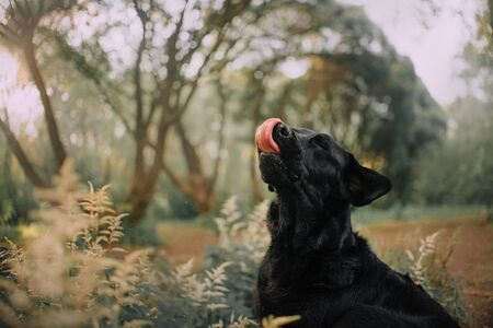 black labrador dog licks his nose, portrait outdoorsの写真素材