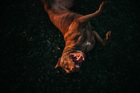 happy pit bull terrier dog rolling on grass, top viewの写真素材