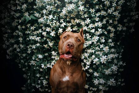 american pit bull terrier dog portrait in a blooming bushの写真素材