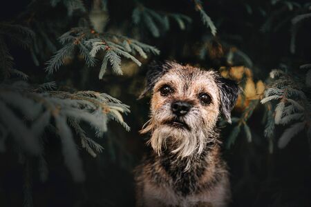 border terrier dog posing by the pine tree outdoorsの写真素材
