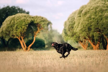 happy labrador dog running on a field in summerの写真素材