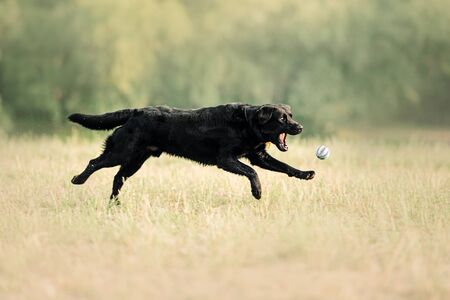 black labrador dog jumping to catch a ball outdoorsの写真素材