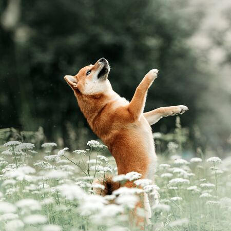red shiba inu dog begging outdoors in summerの写真素材