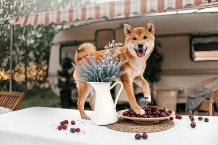 funny shiba inu dog standing on the table in front of a trailerの写真素材