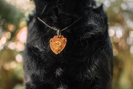 black dog neck with id tag on a cord, pet safety concept