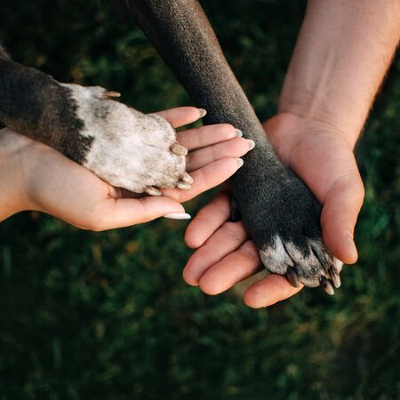 top view of owners hands holding dog paws outdoors