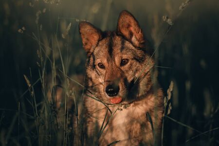 grey mixed breed dog portrait outdoors in summer