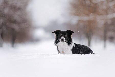 border collie dog lying down in the snow outdoorsの写真素材