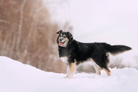 big fluffy mixed breed dog standing outdoors in winterの写真素材