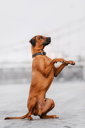 adorable rhodesian ridgeback dog begging outdoorsの写真素材