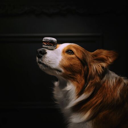 red and white border collie dog holding a biscuitの写真素材