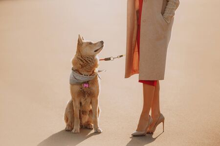 red mixed breed dog sitting next to owner on the streetの写真素材