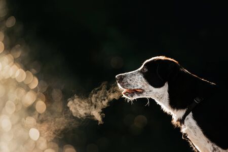 border collie puppy portrait outdoors in sunlight