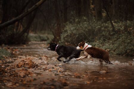 two dogs running through the river in the forestの写真素材