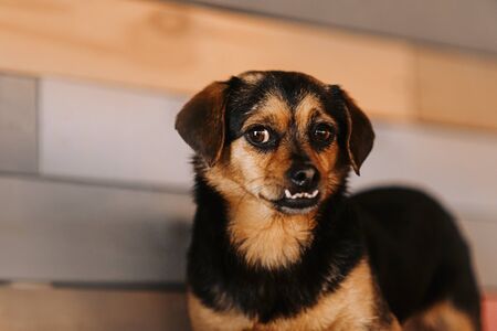 funny small dog with an undershot jaw posing indoorsの写真素材