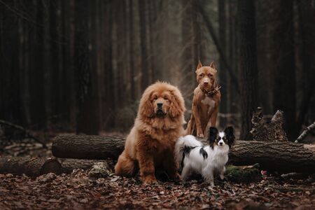 Three dogs sitting in the foliage in the autumn forestの写真素材