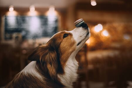 Red Border collie dog holds on the nose macaronの写真素材