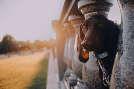 Hound dog walks in the evening parkの写真素材