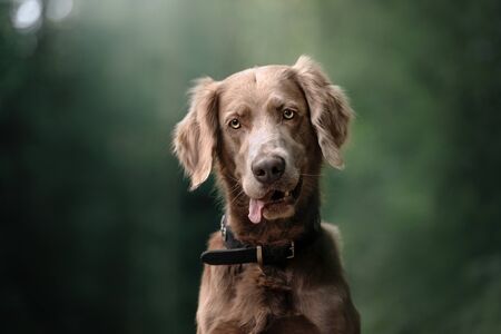 long haired weimaraner dog portrait outdoors in summerの写真素材