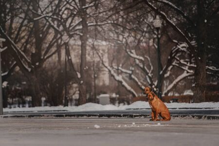 two rhodesian ridgeback dogs sitting together in a winter parkの写真素材