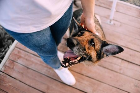 owner petting happy old german shepherd dog, top viewの写真素材