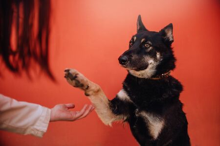 beautiful black dog gives paw to owner outdoorsの写真素材
