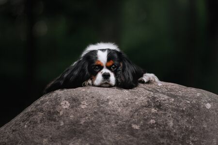 cavalier king charles spaniel dog lying down on a rock outdoorsの写真素材