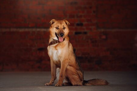 happy red mixed breed dog sitting in front of a brick wallの写真素材