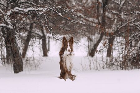 adorable border collie dog begging outdoors in winter