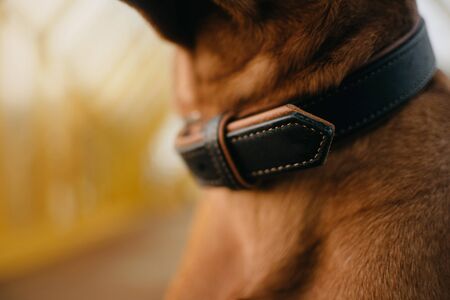 close up of a leather dog collar on a red dogの写真素材