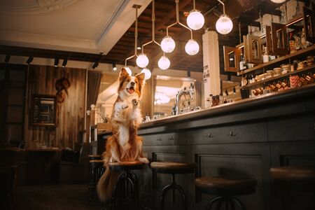 red and white border collie dog posing in a barの写真素材