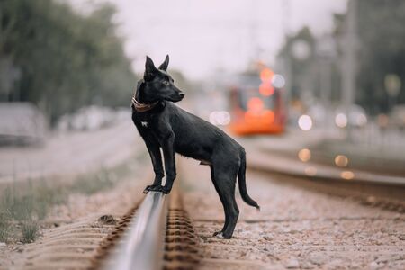 black mixed breed puppy posing on the railsの写真素材