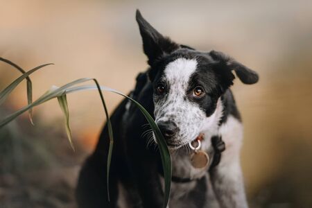 border collie puppy portrait sniffing grass outdoors