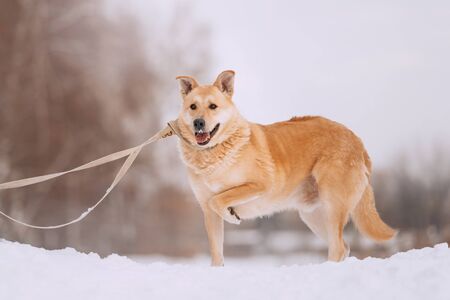 happy mixed breed dog standing in the snow with paw up