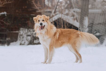 mixed breed dog posing outdoors in winterの写真素材