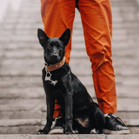 black shepherd mix puppy posing by owners legs outdoorsの写真素材