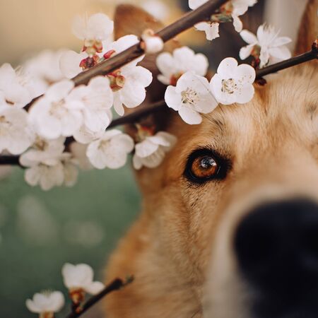 close up portrait of dog eye with blooming tree flowersの写真素材