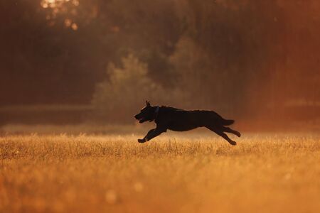 labrador dog running on a field at sunset in summerの写真素材