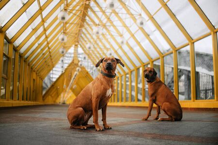 two rhodesian ridgeback dogs sitting together