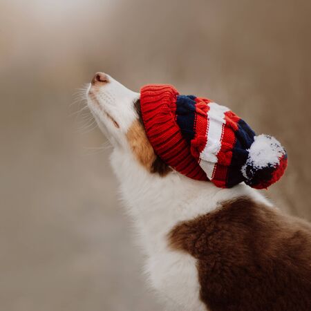 australian shepherd puppy posing in a hat outdoorsの写真素材