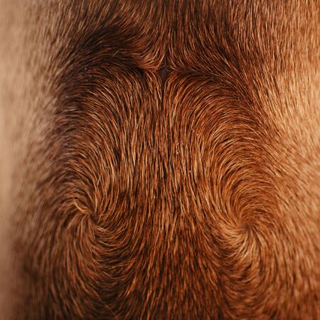 close up of a ridge fur on the back of rhodesian ridgeback dogの写真素材
