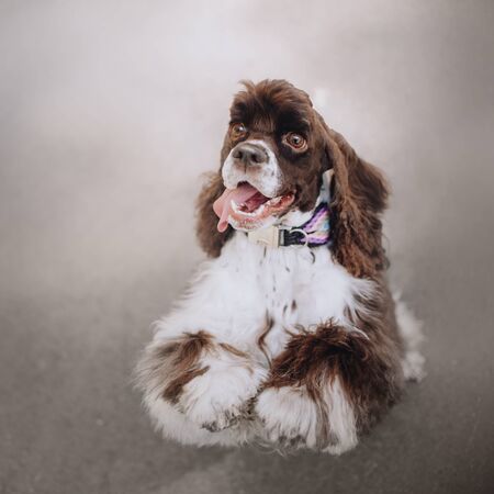 happy american cocker spaniel dog begging outdoors, top viewの写真素材
