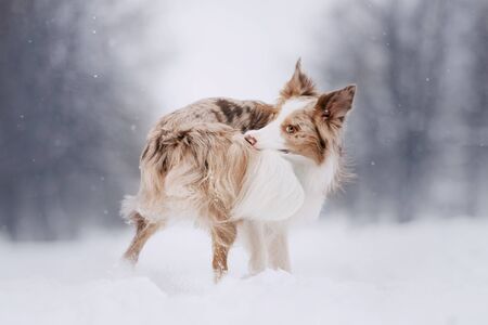 border collie dog catching his tail outdoors in winterの写真素材
