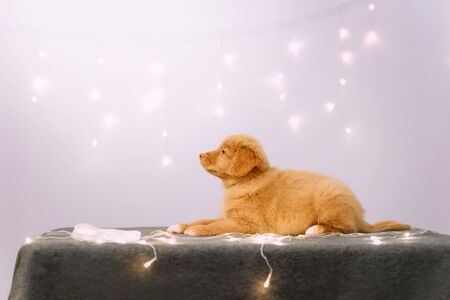 cute toller retriever puppy lying down indoors